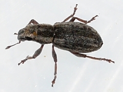 Sitona lineellus