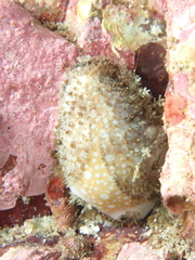 Naria miliaris