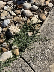 Euphorbia serpens