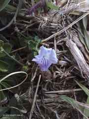 Ruellia repens