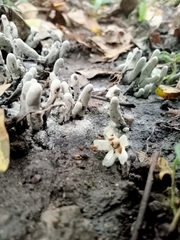 Xylaria