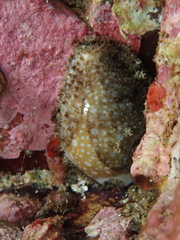 Naria miliaris