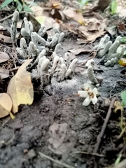 Xylaria