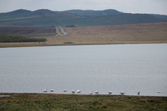 Cygnus columbianus bewickii