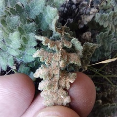 Myriopteris parryi