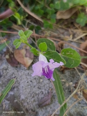Ruellia repens