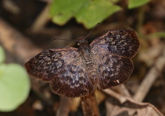 Camptopleura auxo