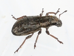 Sitona lineellus