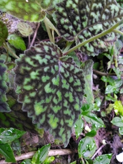 Smithiantha multiflora