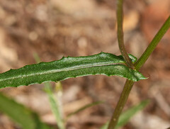 Senecio phelleus