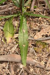 Senecio phelleus