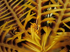 Allogalathea
