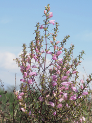 Lamourouxia dasyantha