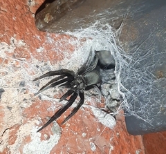 Kukulcania hibernalis
