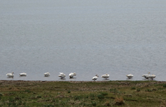 Cygnus columbianus bewickii