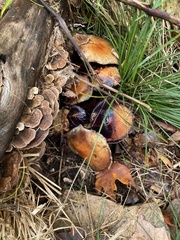 Coltricia cinnamomea