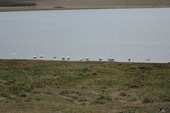 Cygnus columbianus bewickii
