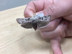 Cryptophasa irrorata