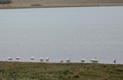 Cygnus columbianus bewickii