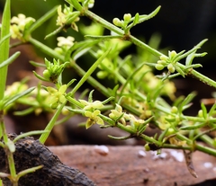 Galium gaudichaudii