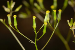 Senecio phelleus