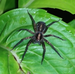 Lycosa erythrognatha