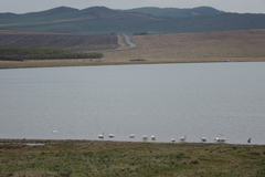 Cygnus columbianus bewickii