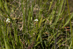 Asperula conferta