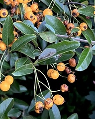 Phyllonorycter leucographella
