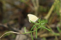 Ascia monuste monuste