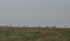 Cygnus columbianus bewickii