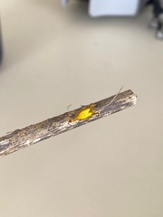 Arachnura