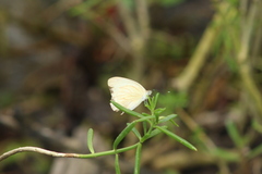 Ascia monuste monuste