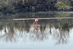 Phoenicopterus ruber