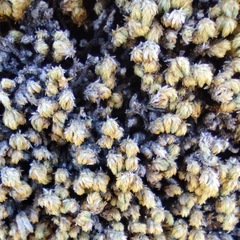 Selaginella eremophila