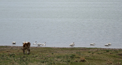 Cygnus columbianus bewickii