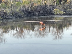 Phoenicopterus ruber