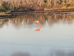 Phoenicopterus ruber