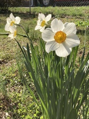 Narcissus