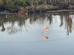Phoenicopterus ruber