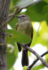 Myiopagis viridicata