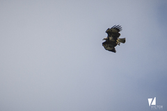 Buteogallus solitarius