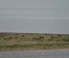 Cygnus columbianus bewickii