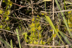 Drosera hookeri