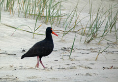 Haematopus fuliginosus