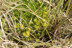 Drosera hookeri