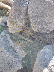 Selaginella eremophila