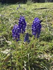 Muscari
