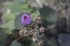 Eremalche rotundifolia