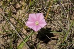 Convolvulus angustissimus